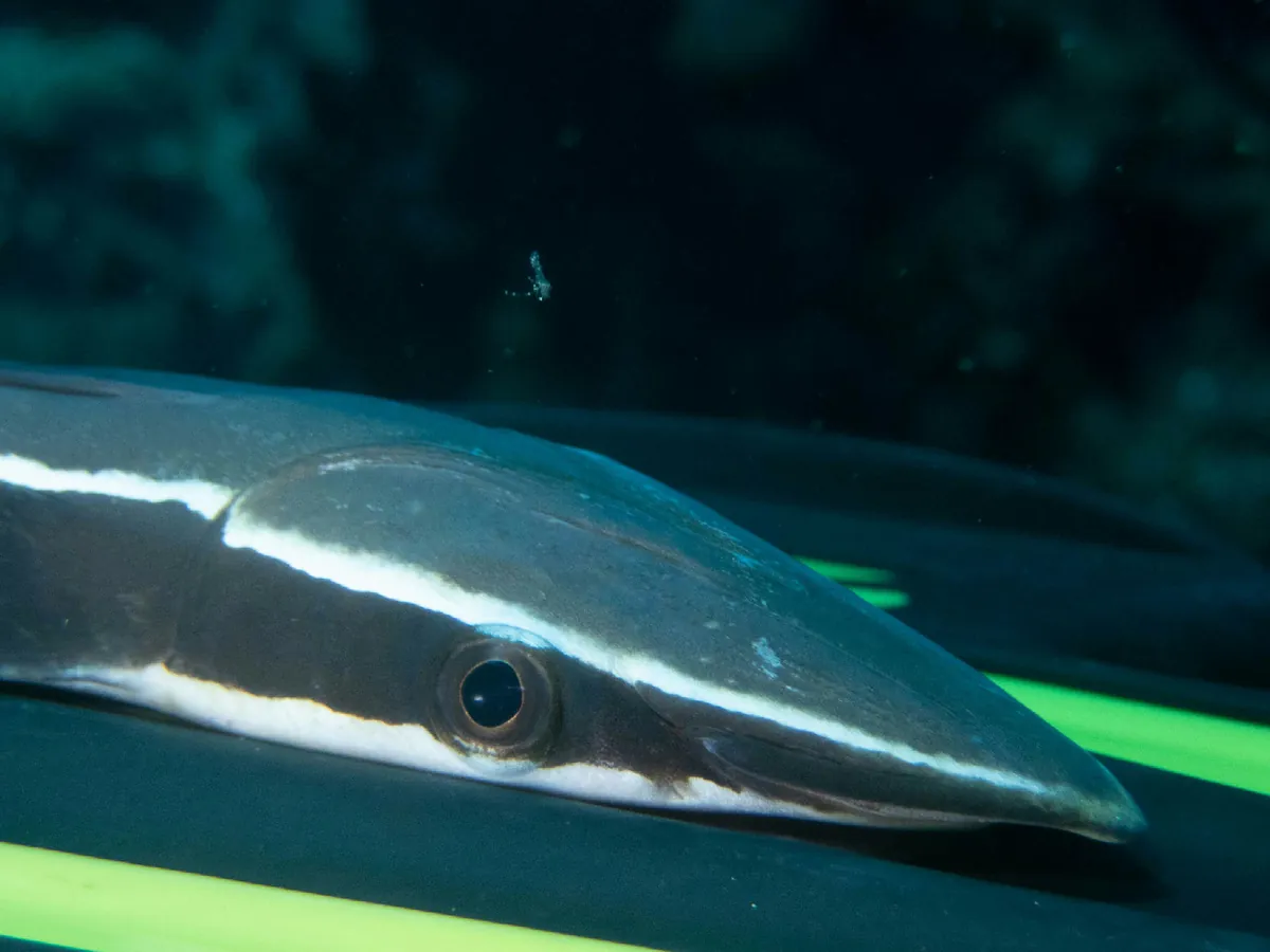 Live Sharksucker