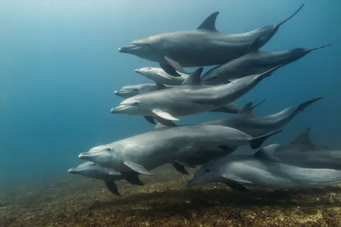 Indo-Pacific Bottlenose Dolphin