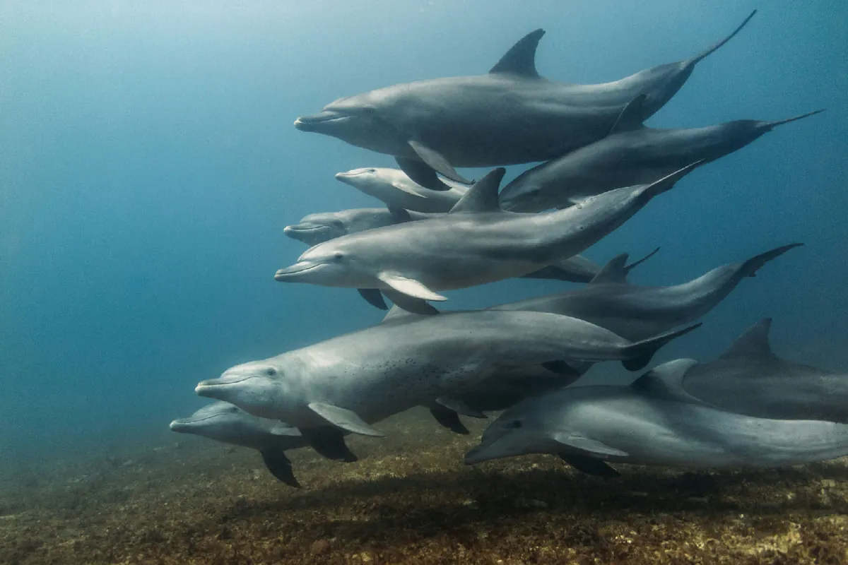 Indo-Pacific Bottlenose Dolphin