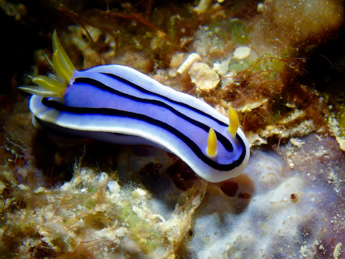 Loch's chromodoris
