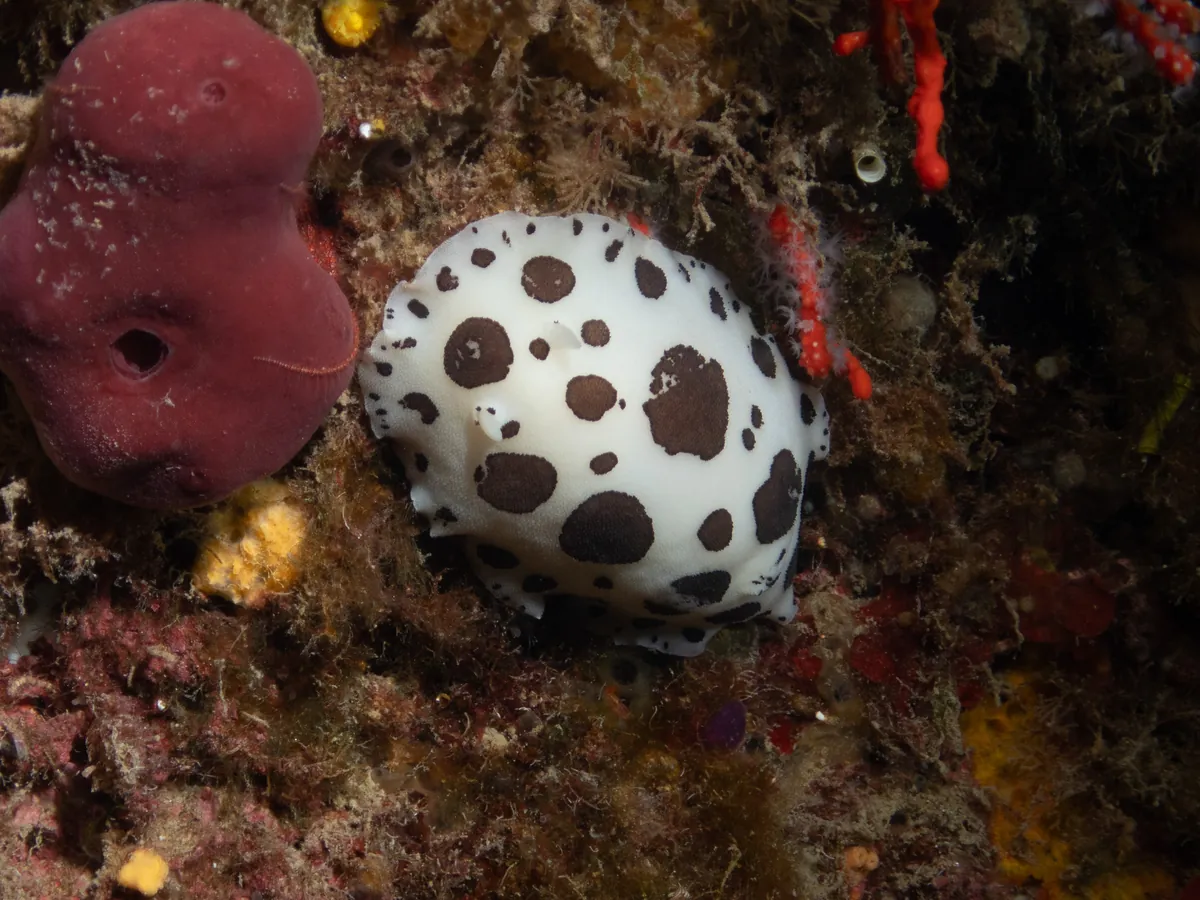 Dotted Sea Slug