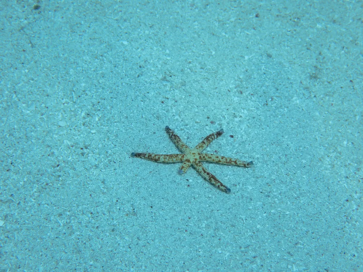 Spotted Linckia