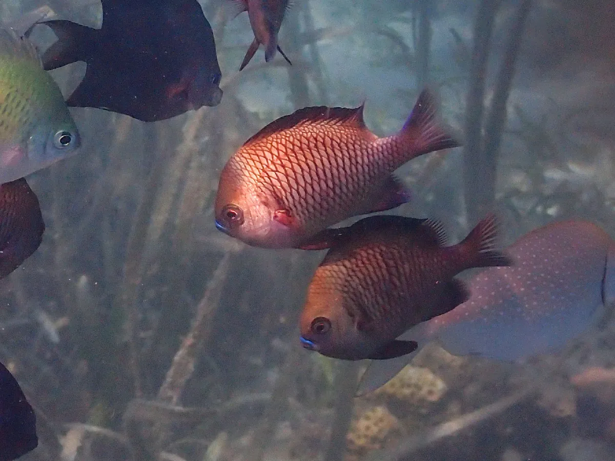 Reticulate dascyllus