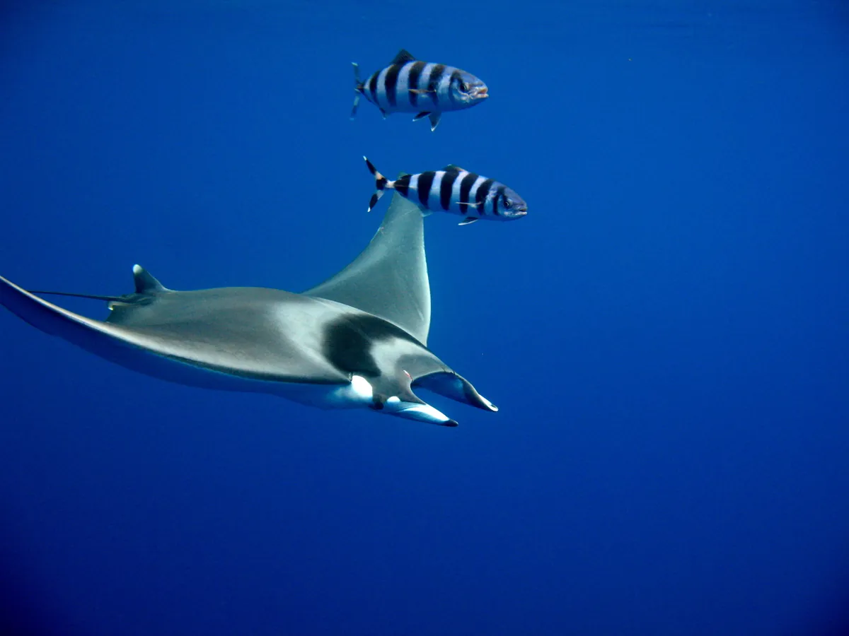 Devil ray