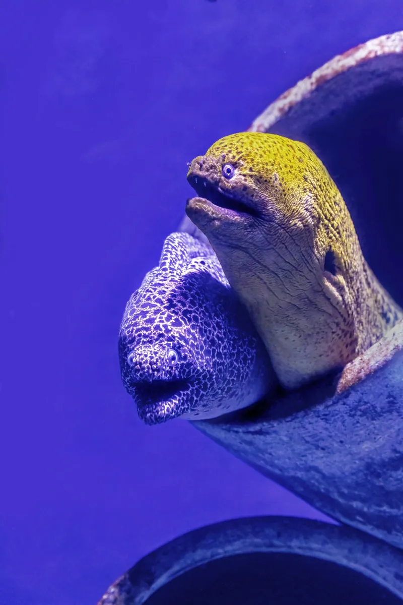 Moray eels