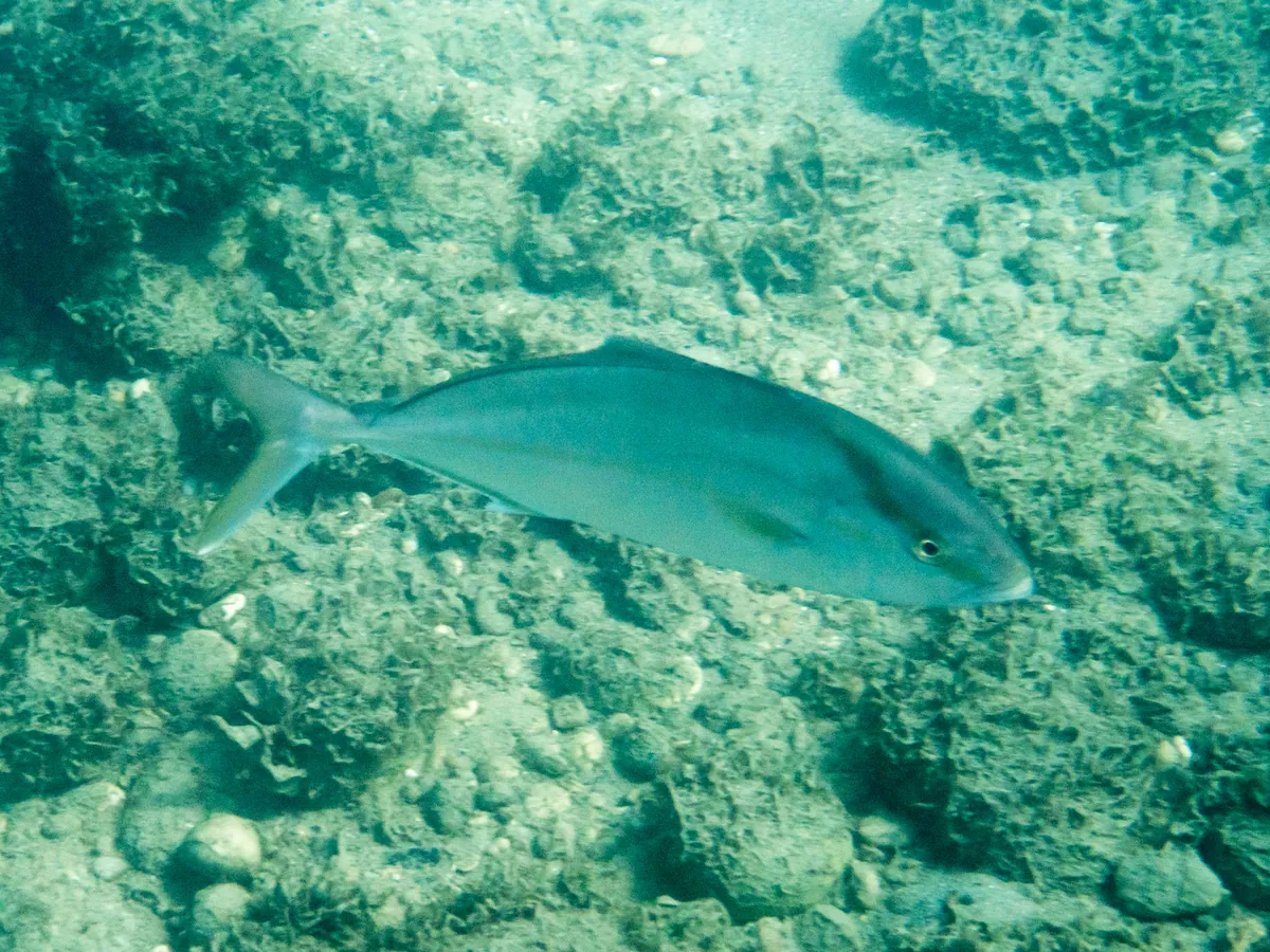 Greater amberjack