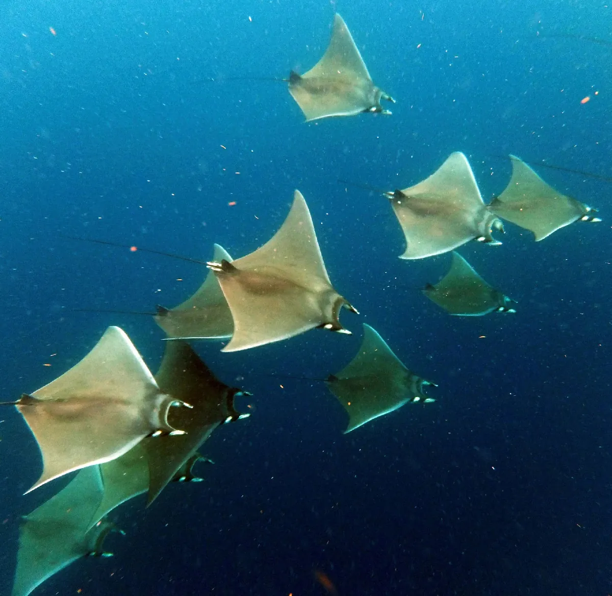 Devil rays