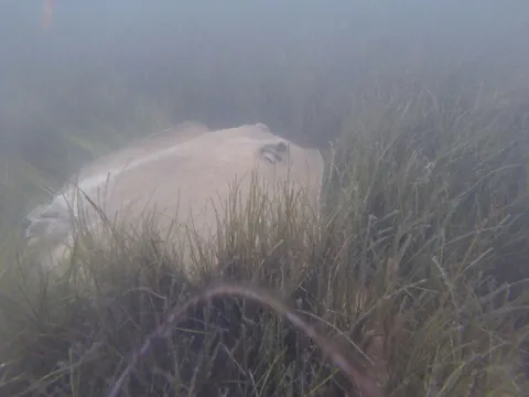 Bluntnose Stingray
