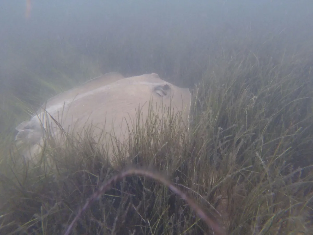 Bluntnose Stingray