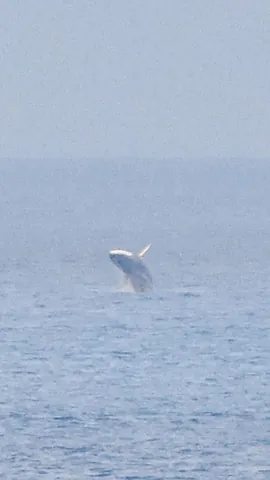 Fin Whale