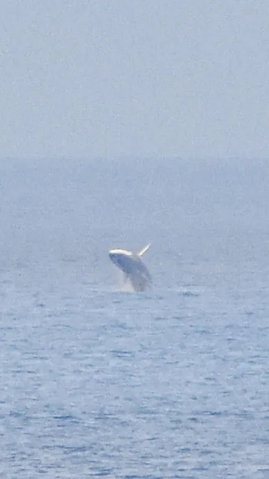 Fin Whale