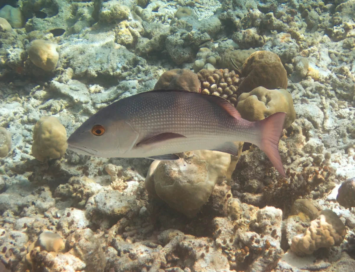 Two-spot red snapper