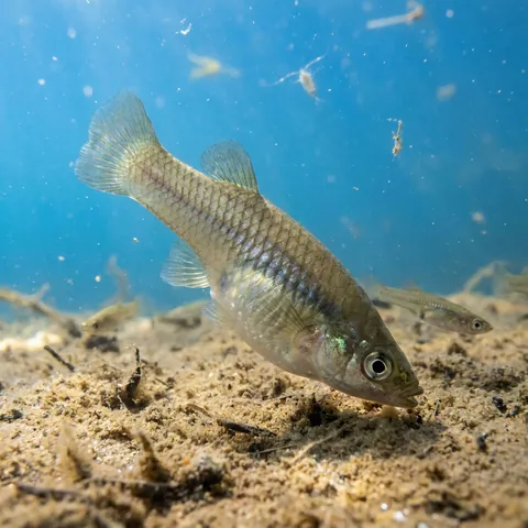 Eastern Mosquitofish