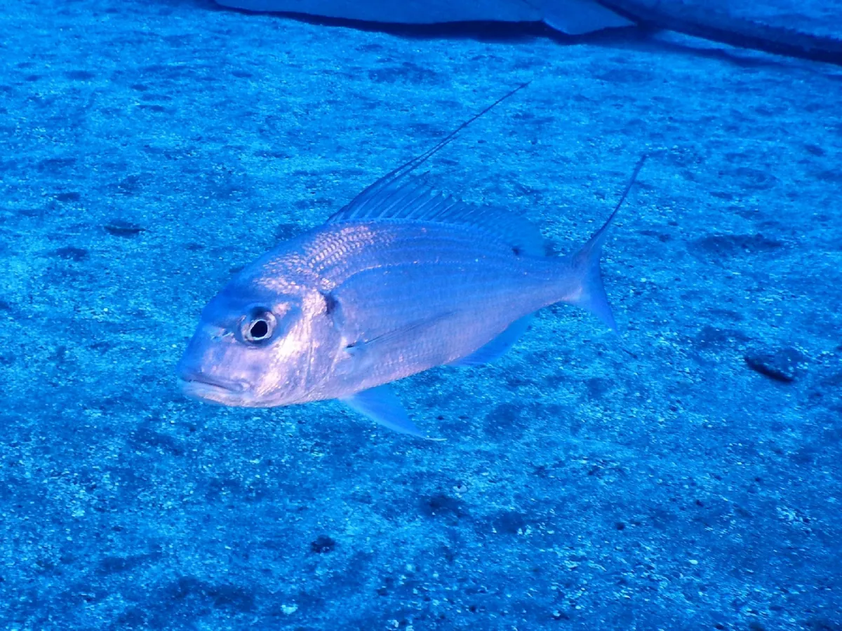 Common Dentex