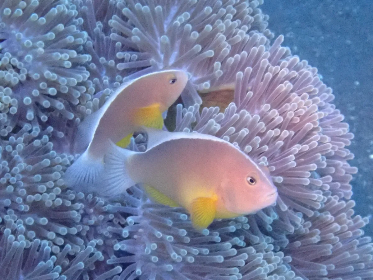 Skunk Anemonefish