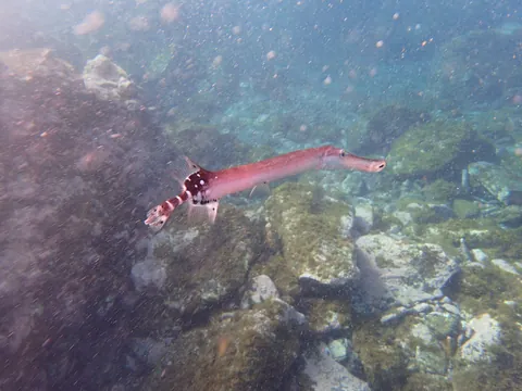Eastern Atlantic Trumpetfish
