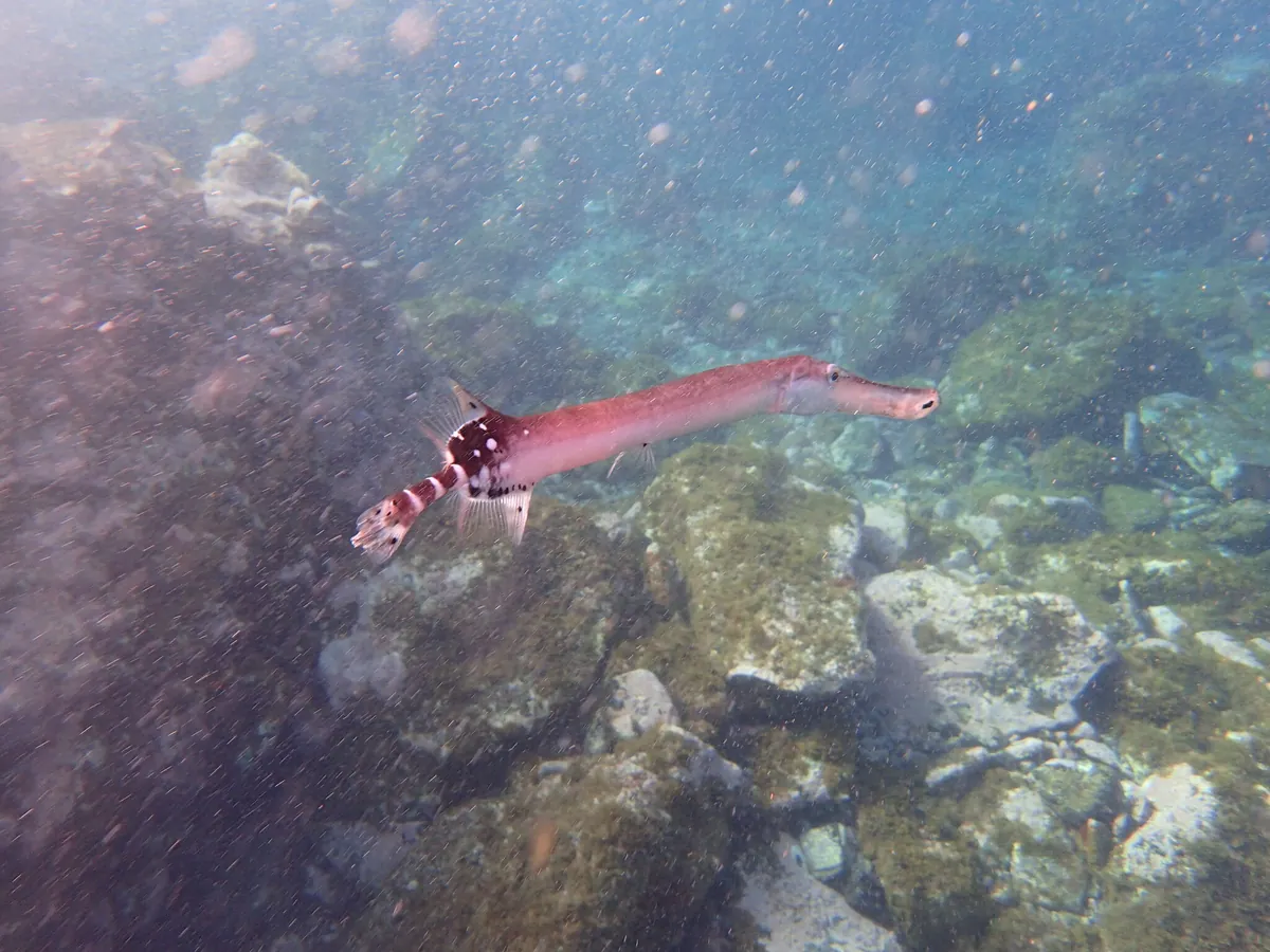 Eastern Atlantic Trumpetfish