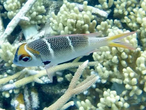 Redfin Bream