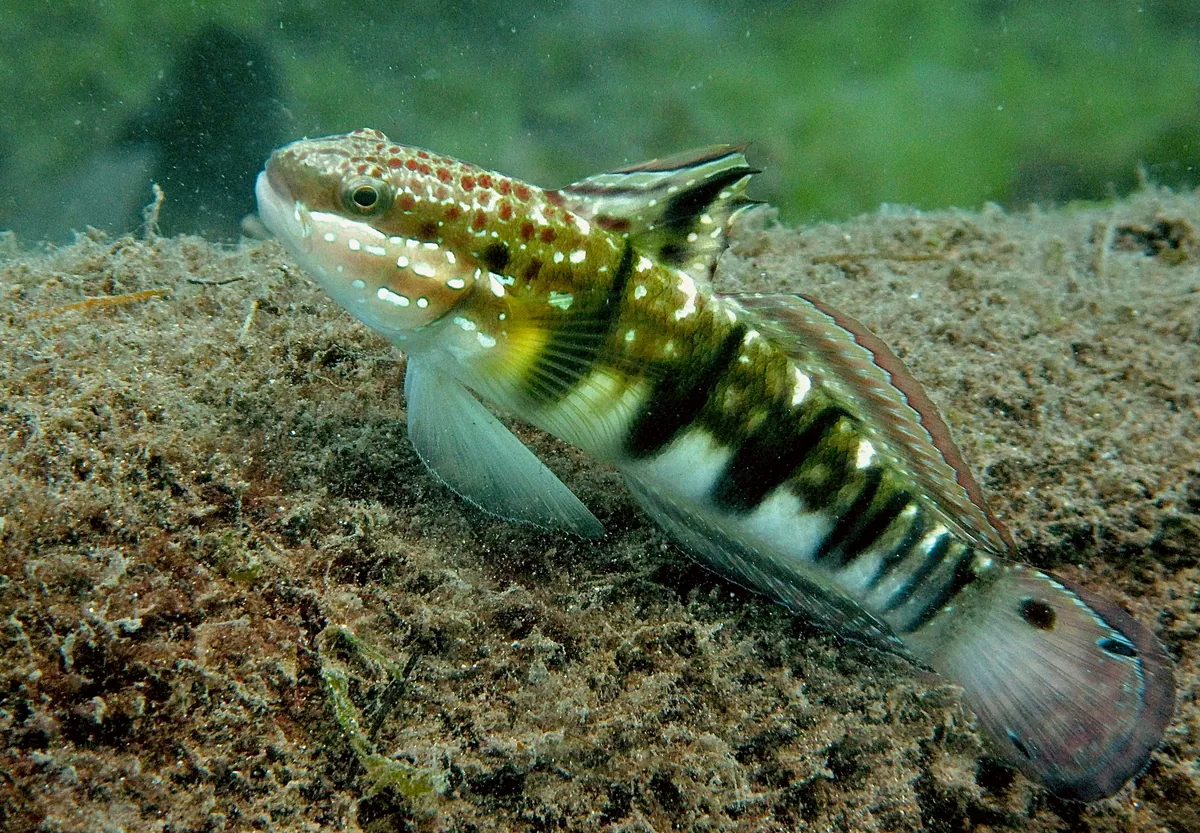 Whitebarred goby