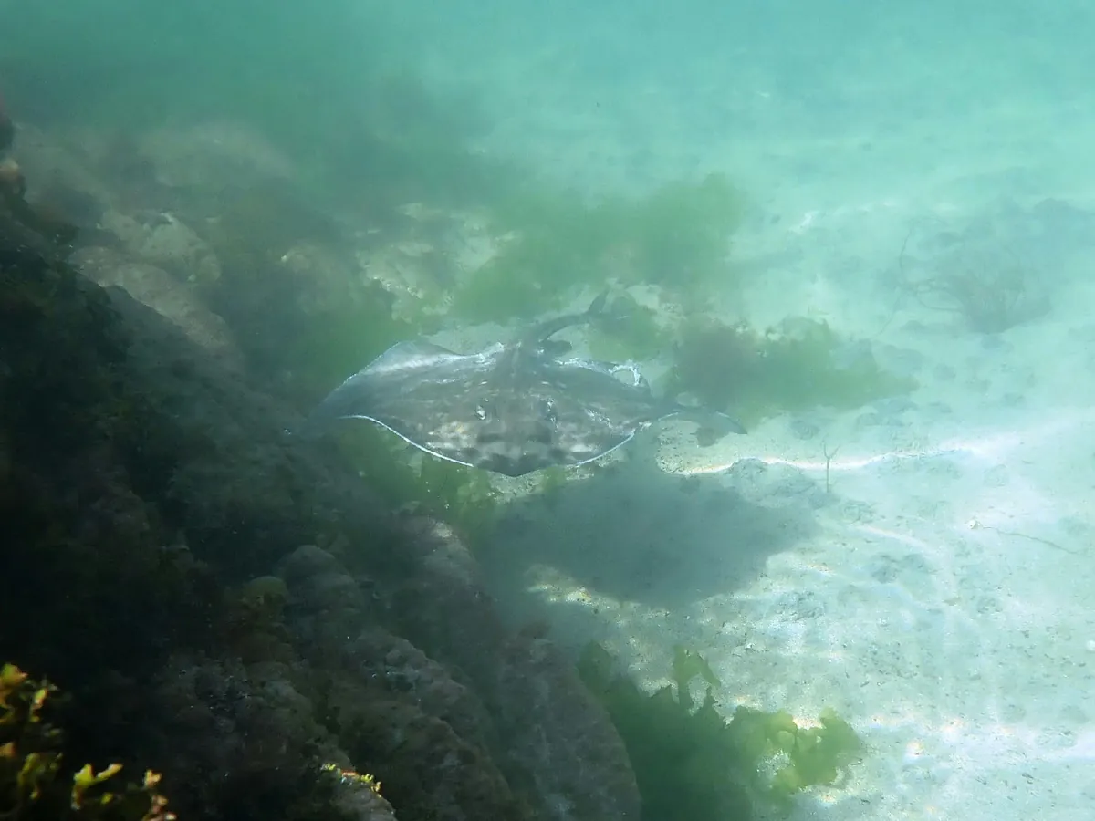 Thornback skate