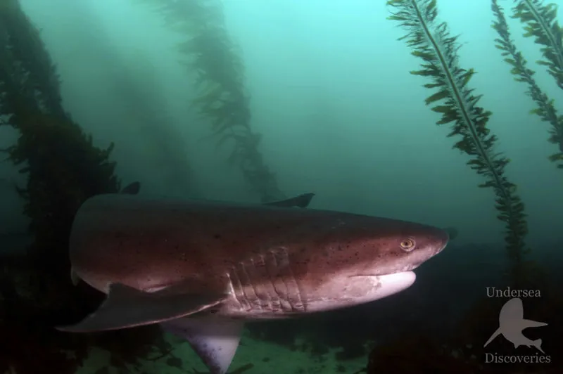 Broadnose Sevengill Shark