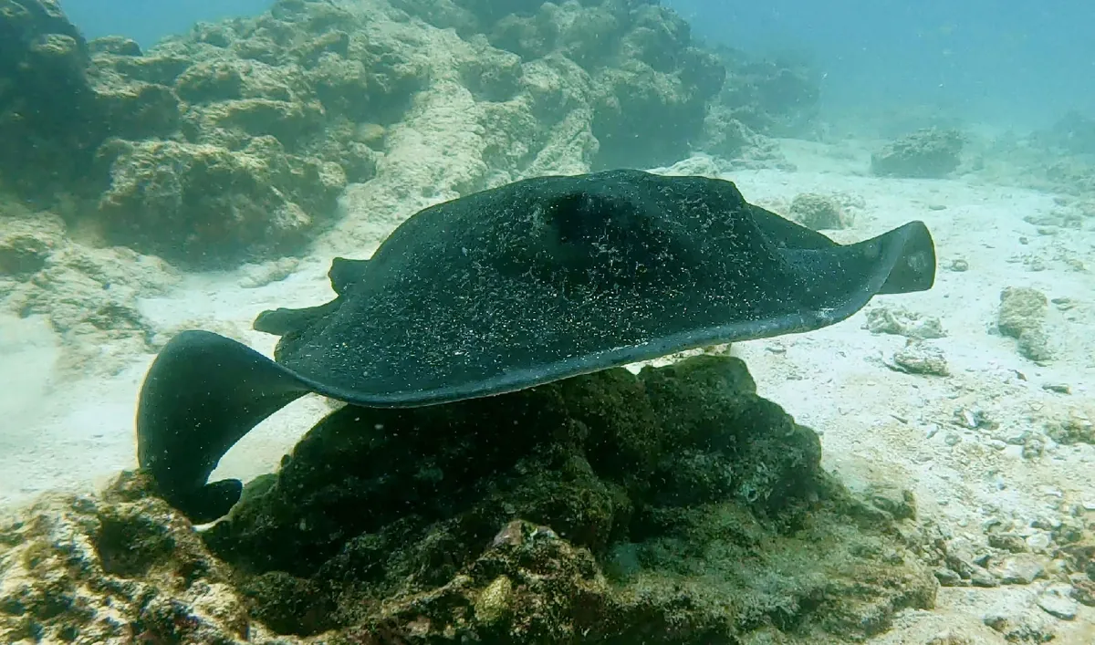 Round ribbontail ray