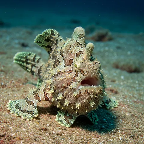 Peixe Pescador