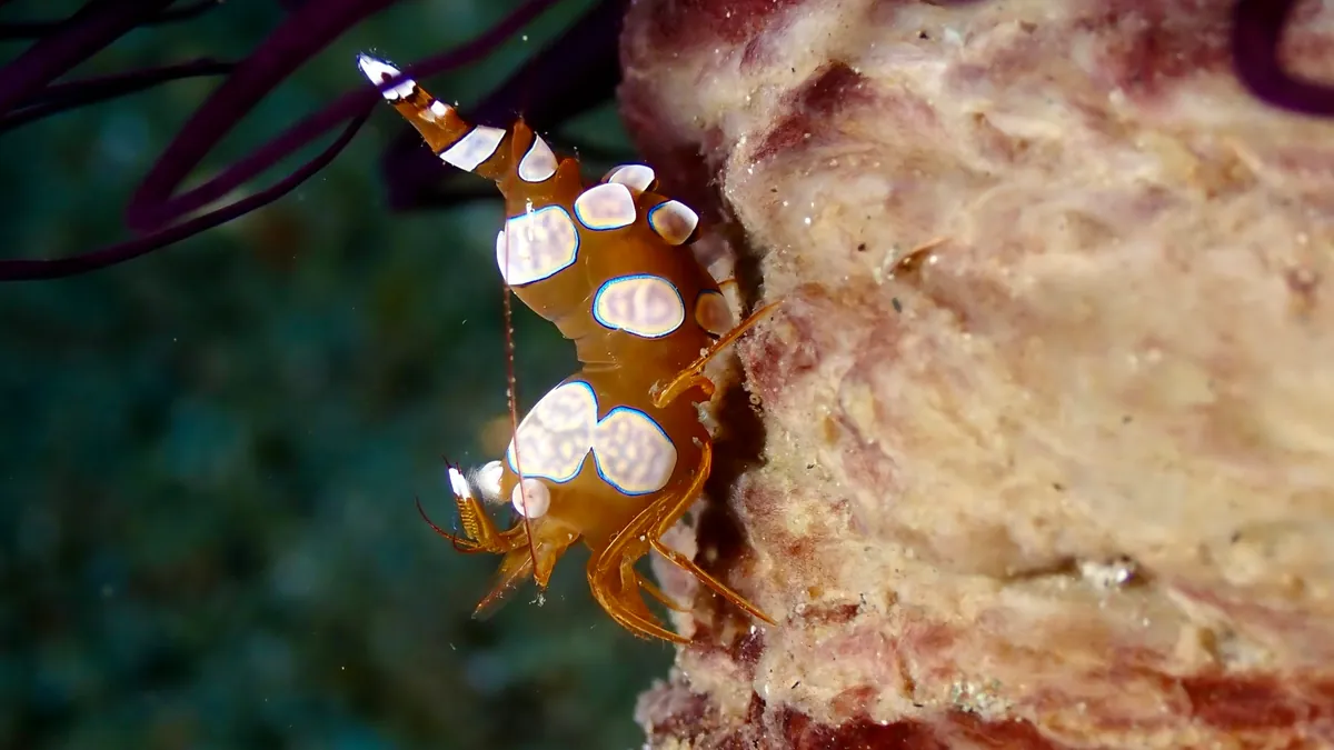Squat Anemone Shrimp