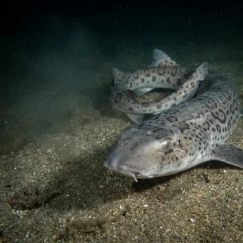 Leopard Catshark
