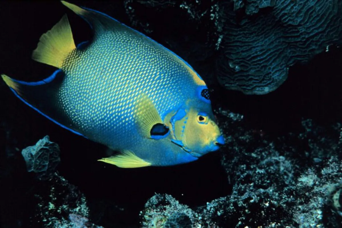 Queen Angelfish
