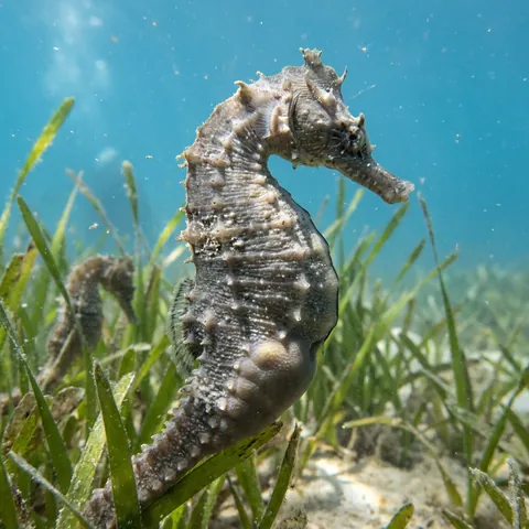Northern Seahorse