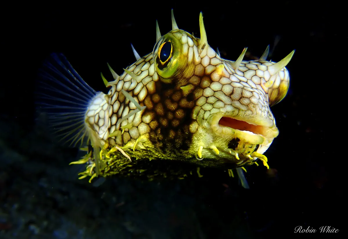 Web Burrfish