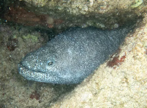 Paintspotted moray
