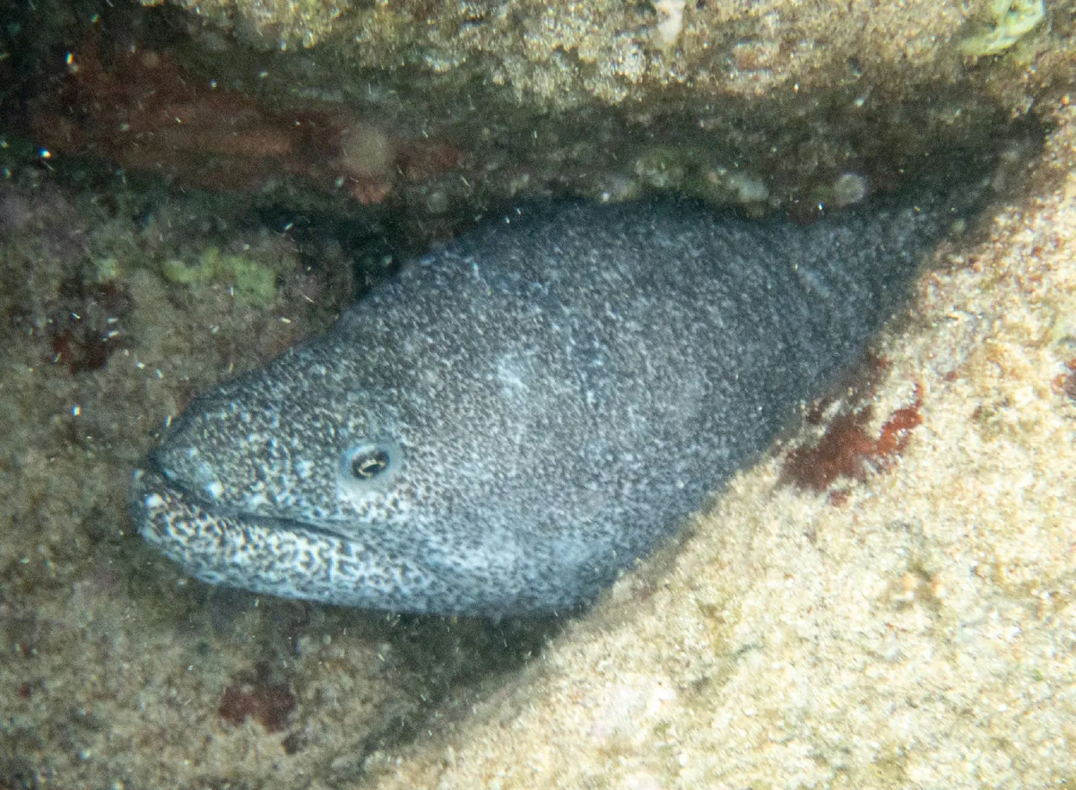 Paintspotted moray