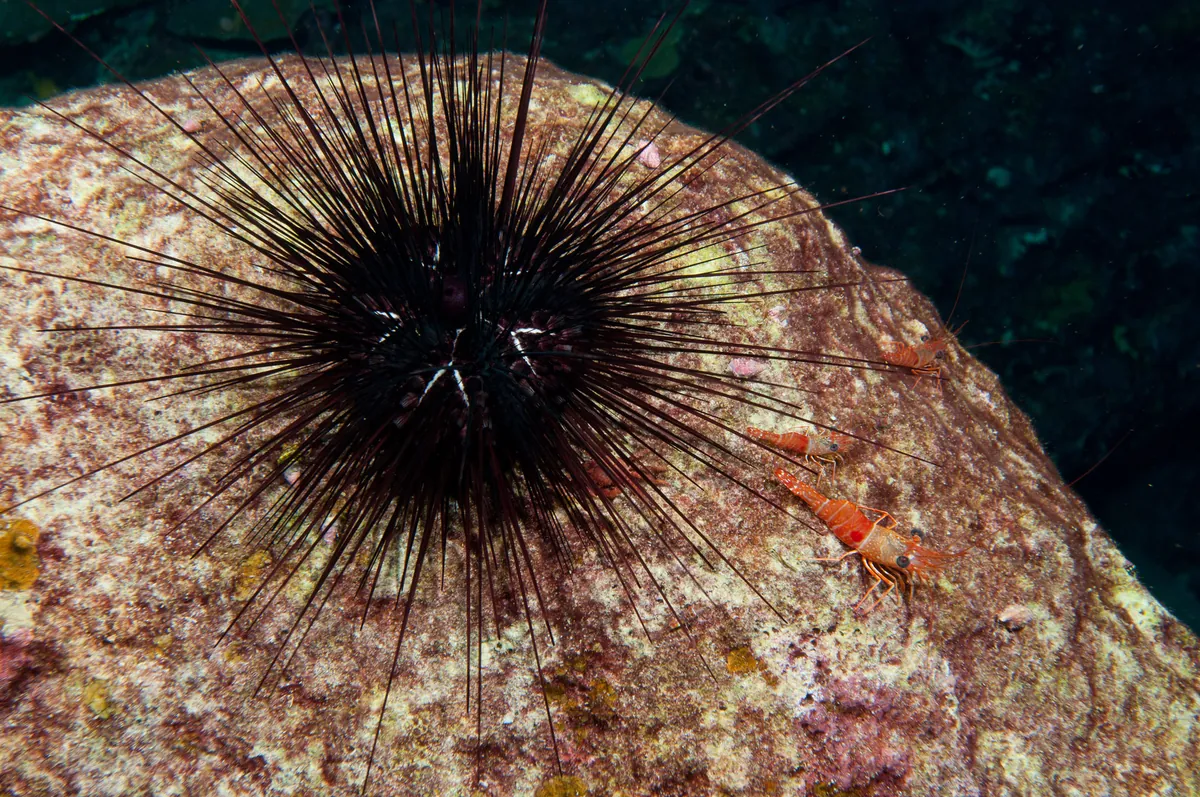 Long-spined sea urchin