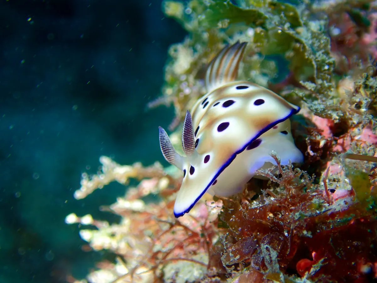 Tryon's Hypselodoris