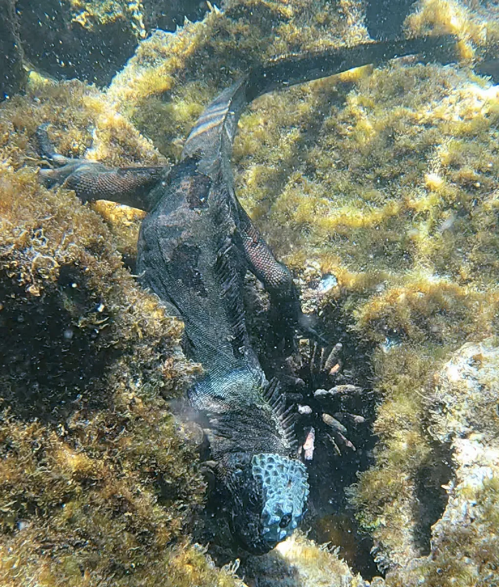 Iguanas