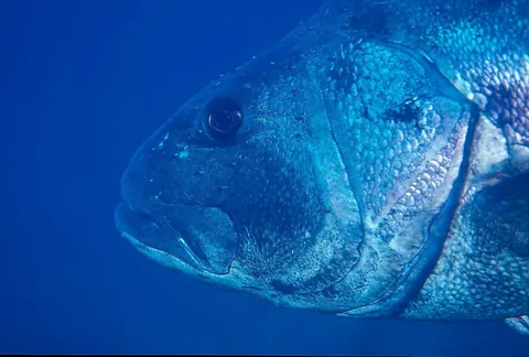 Sea basses