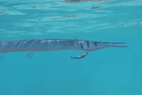 Houndfish