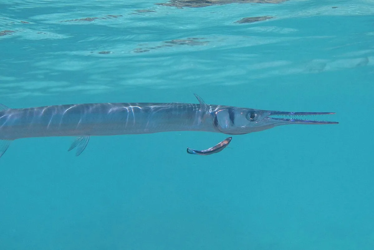 Houndfish