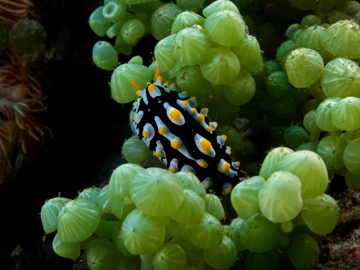 Fried egg nudibranch