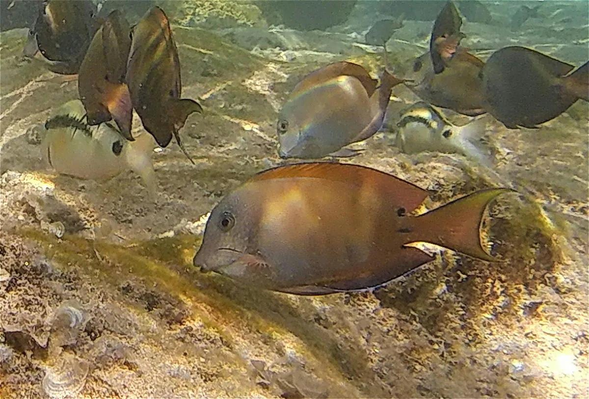 Brown surgeonfish