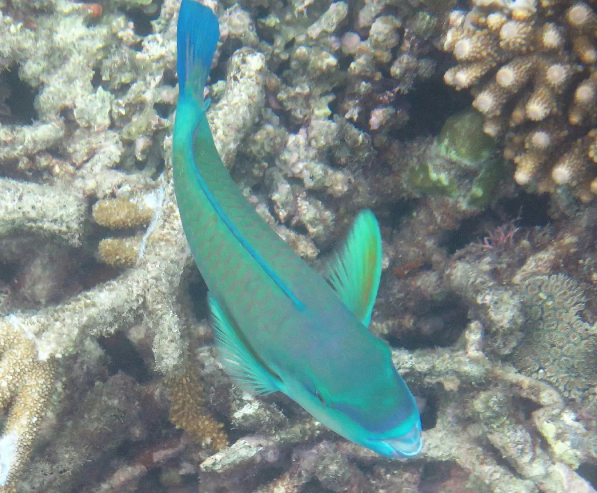 Pacific Bullethead Parrotfish