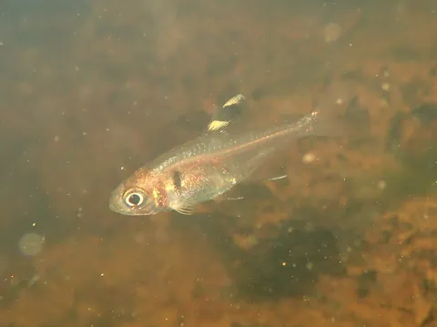 X-ray tetra