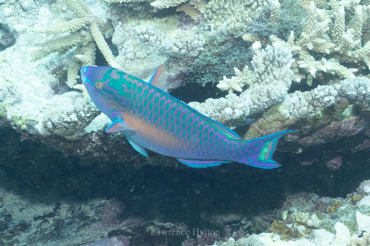 Chameleon Parrotfish