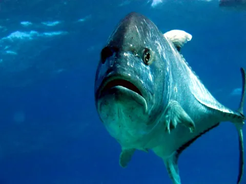 Giant trevally