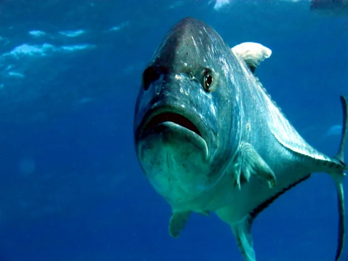 Giant trevally
