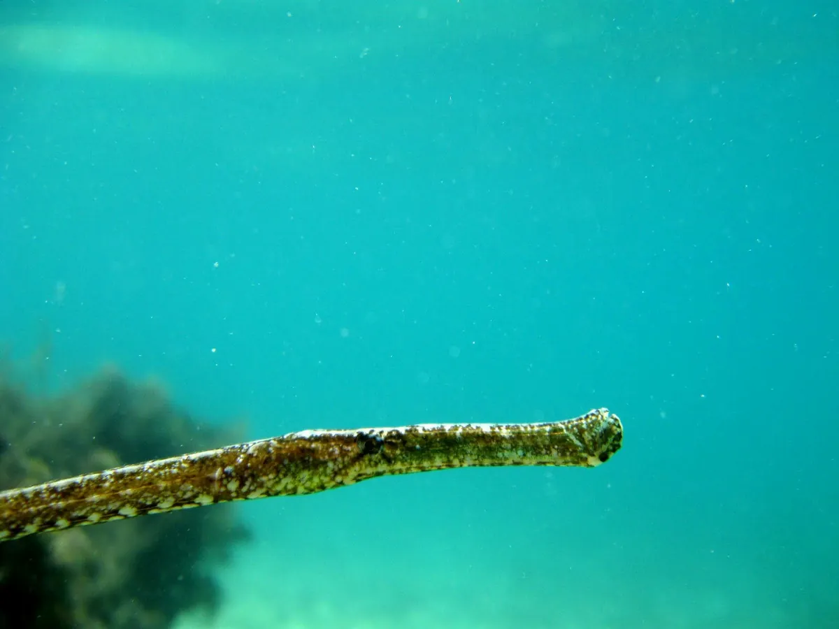Broadnosed Pipefish