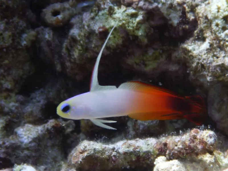 Fire Dartfish