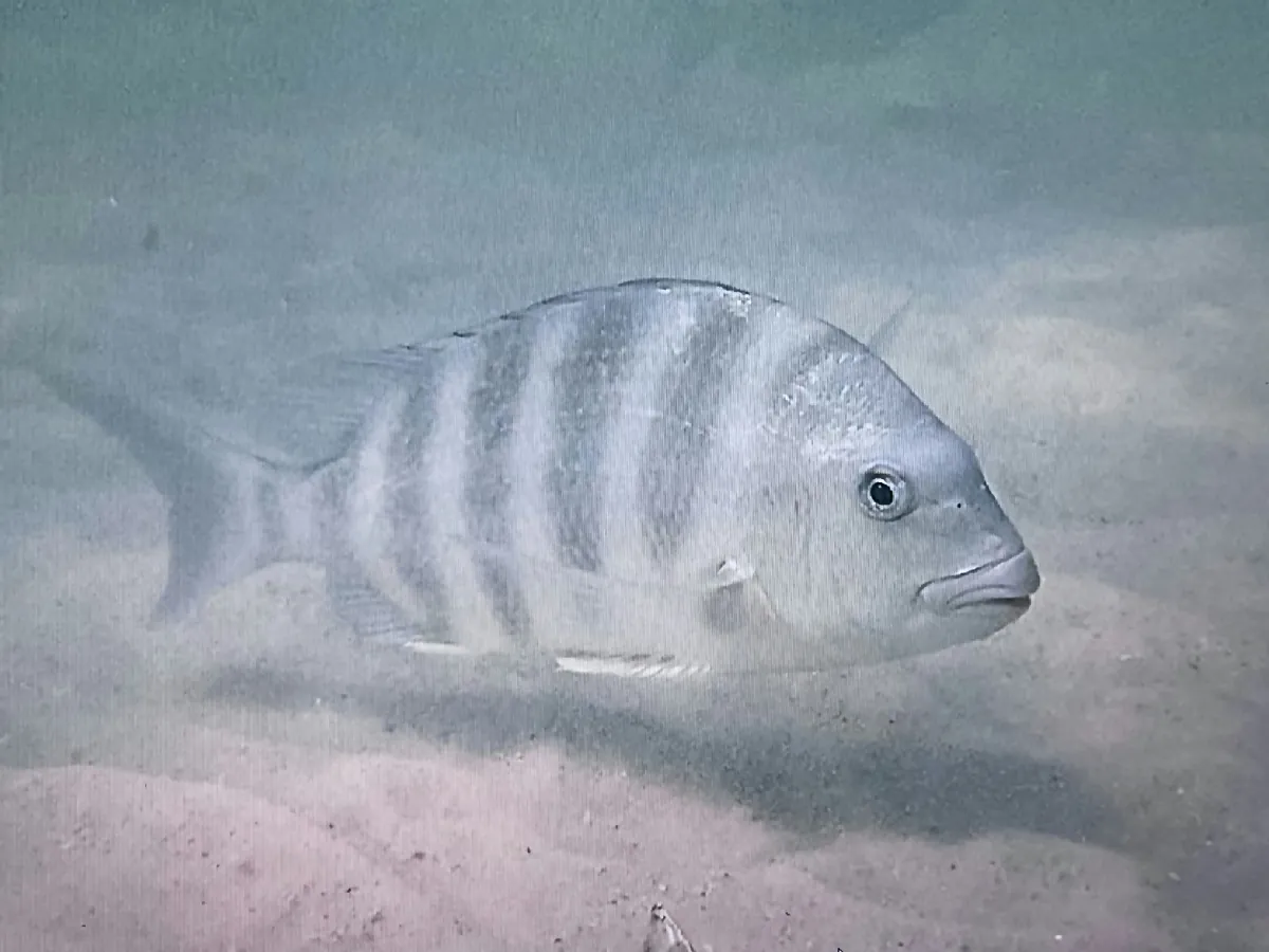 Sheepshead